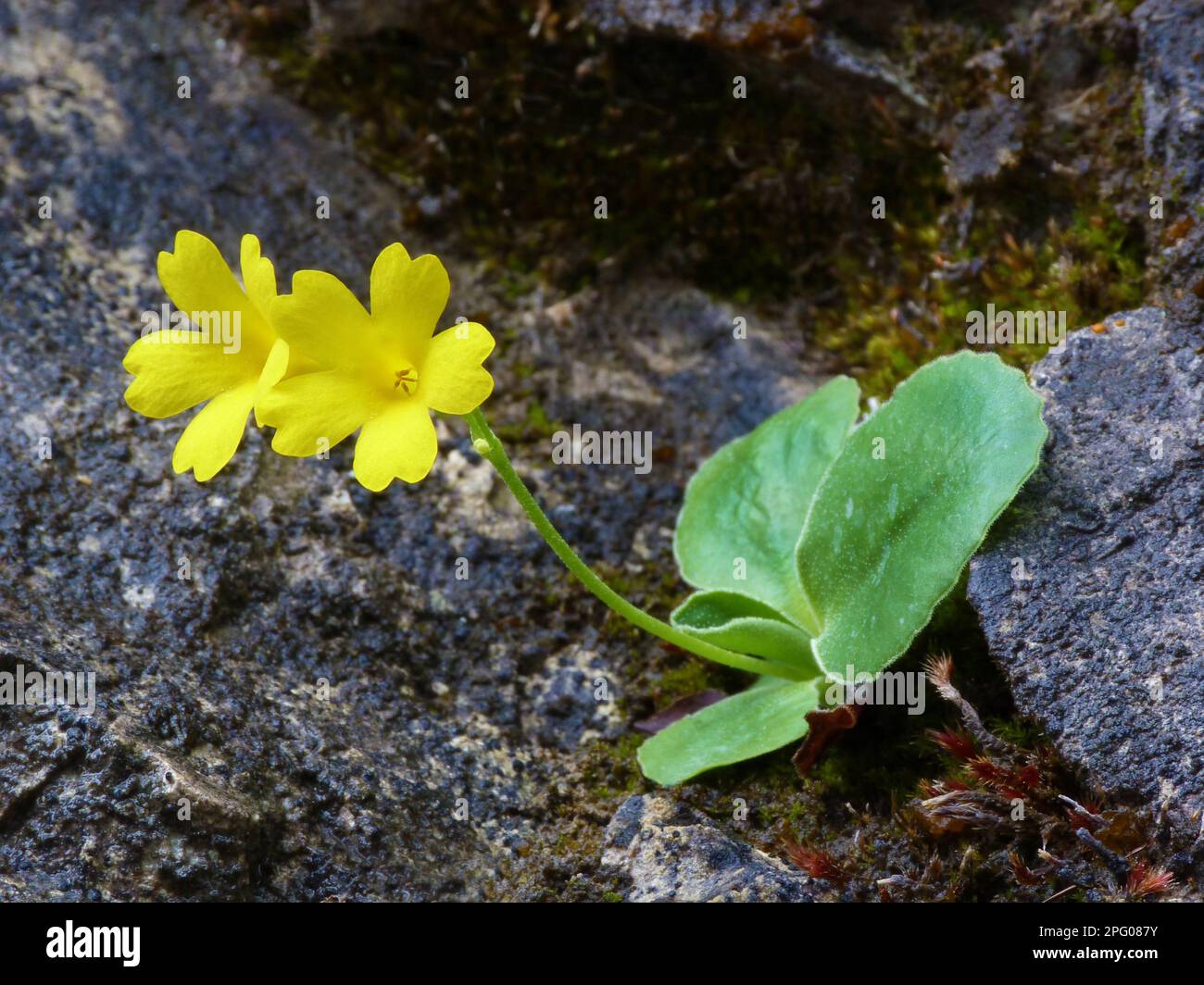 Auricula (Primula auricula) flowers, growing in limestone crevices, Dolomites, Italian Alps, Italy Stock Photo