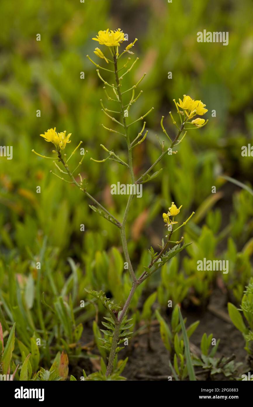 Flowering Creeping Yellow keek (Rorippa sylvestris), Romania Stock Photo