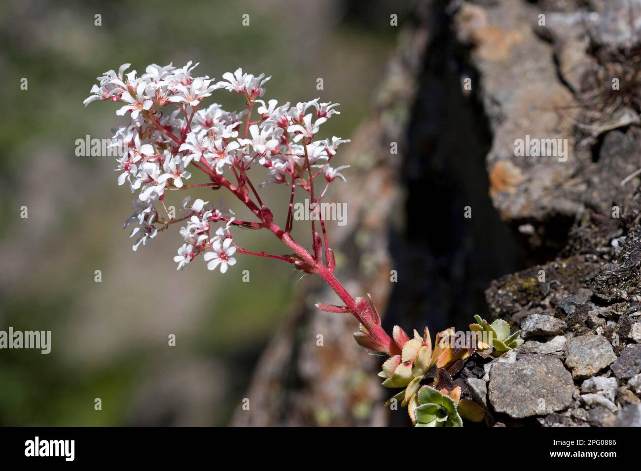 aizoon, Chondrosea aizoon, Saxifrage (Saxifraga), Saxifraga paniculata, Saxifrage family, Livelong Saxifrage flowering, growing on rocky slope Stock Photo