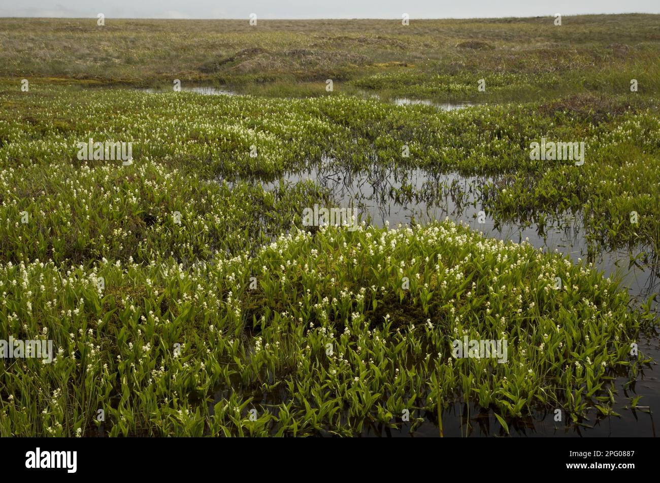 Three-leaved Solomon's seal (Maianthemum trifolium) Flower mass, growing in bog habitat, Newfoundland, Canada Stock Photo