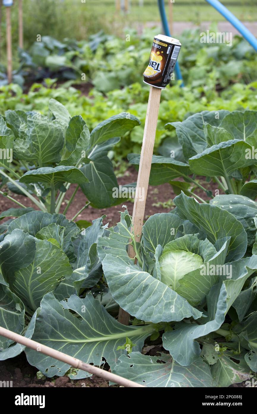Cabbage (Brassica oleracea) crop, in vegetable plot, with can on stick
