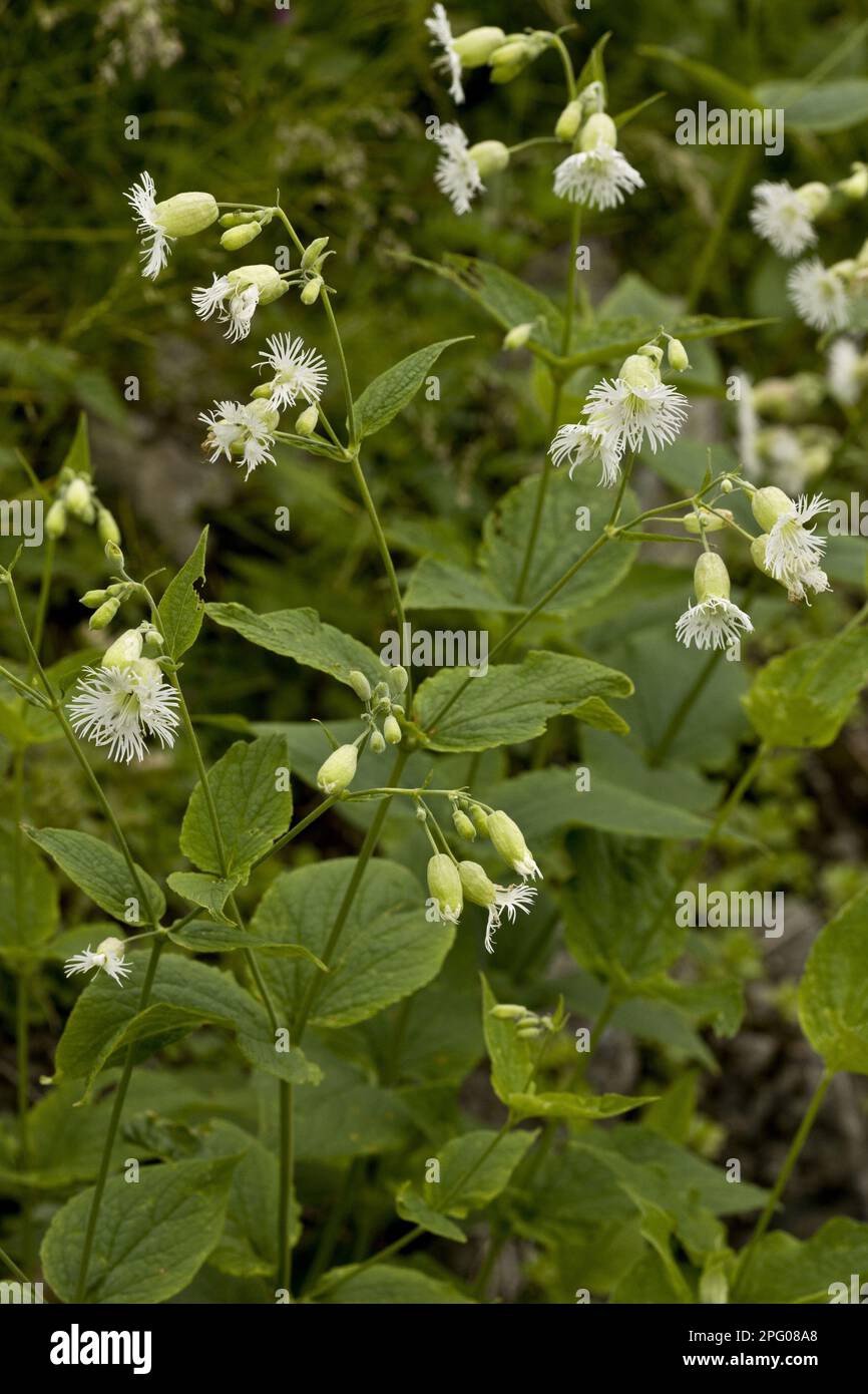 Fringed Campion (Silene multifida) flowering, Pontic Mountains, Anatolia, Turkey Stock Photo