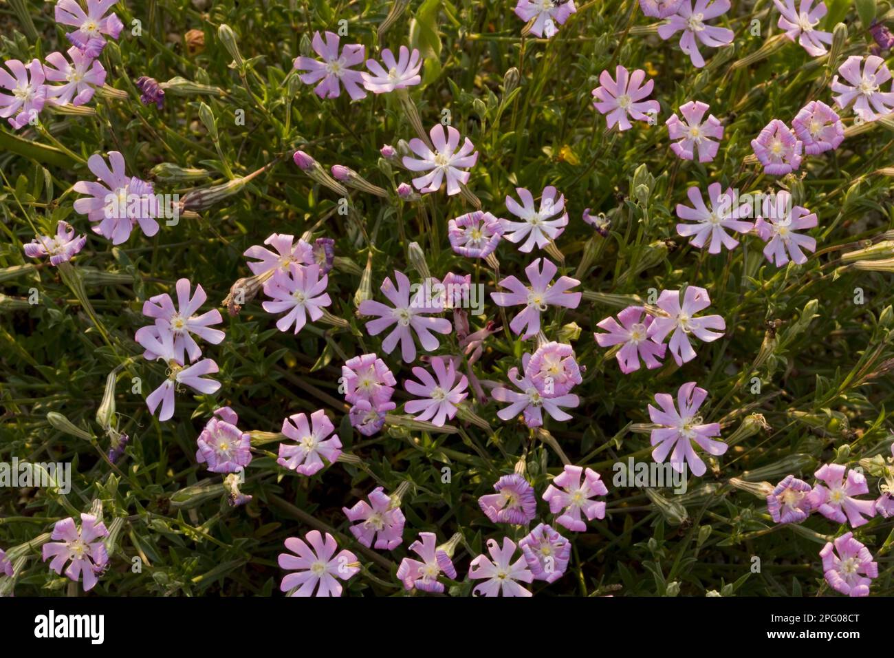 Pink Mediterranean damselfly (Silene colorata) in flower, growing on a sand dune, Corsica, France Stock Photo