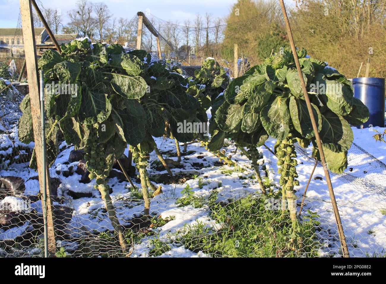 Brussels Sprout (Brassica oleracea) crop, in snow covered village allotments, Bacton, Suffolk, England, United Kingdom Stock Photo