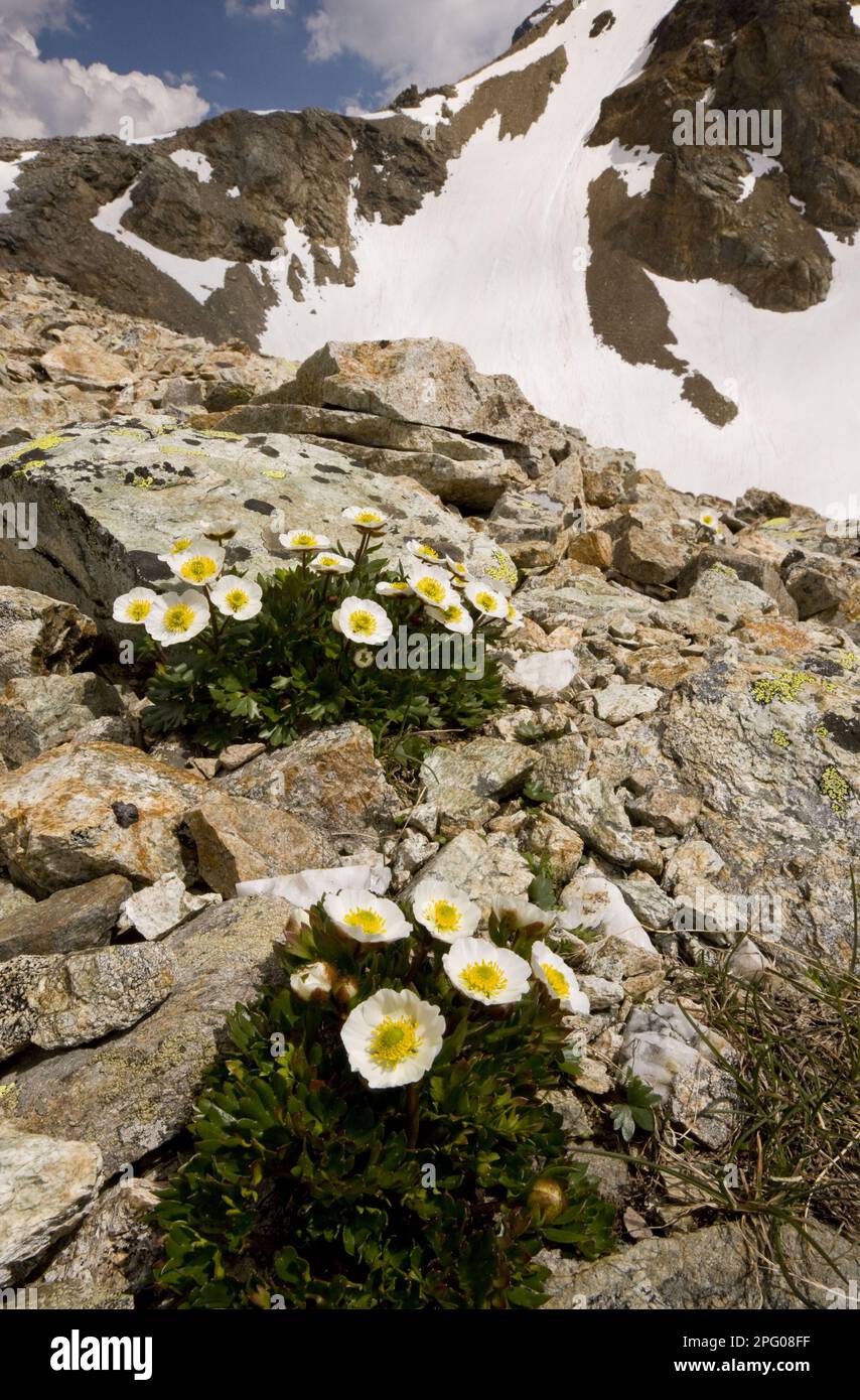 Glacier Crowfoot (Ranunculus glacialis) flowering, growing on scree at