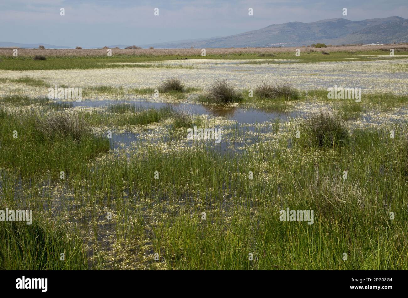 View of saltmarsh, lagoons and grazing pasture habitat, with Pond Crowfoot (Ranunculus peltatus fucoides) flowering, Gulf of Kalloni, Lesvos, Greece Stock Photo