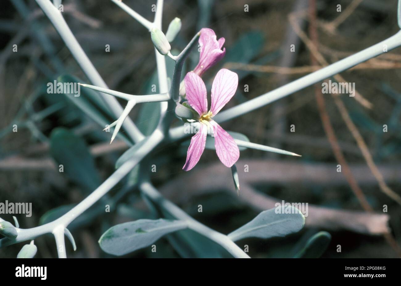 Cruciferous plant, Moricandia nitens Stock Photo