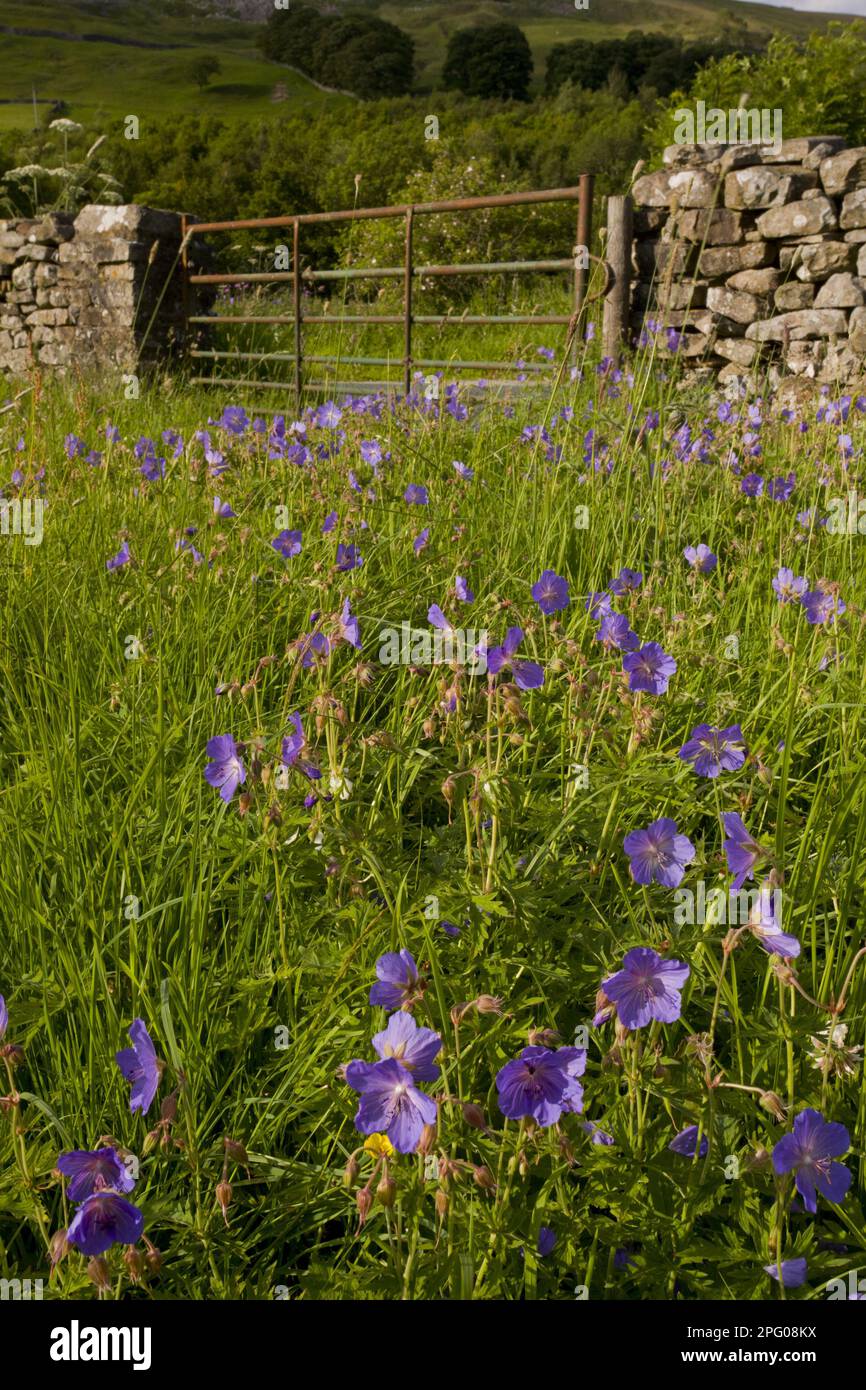 Flowering meadow cranesbill (Geranium pratense), growing on the edge of the meadow beside the gate in the dry stone wall, near Muker, Swaledale Stock Photo