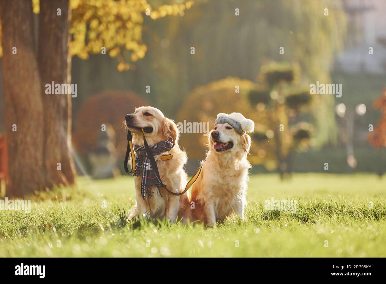 Holds collar in mouth. Two beautiful Golden Retriever dogs have a walk ...