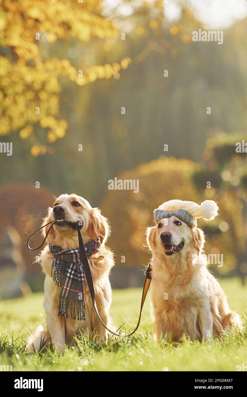 Holds collar in mouth. Two beautiful Golden Retriever dogs have a walk ...