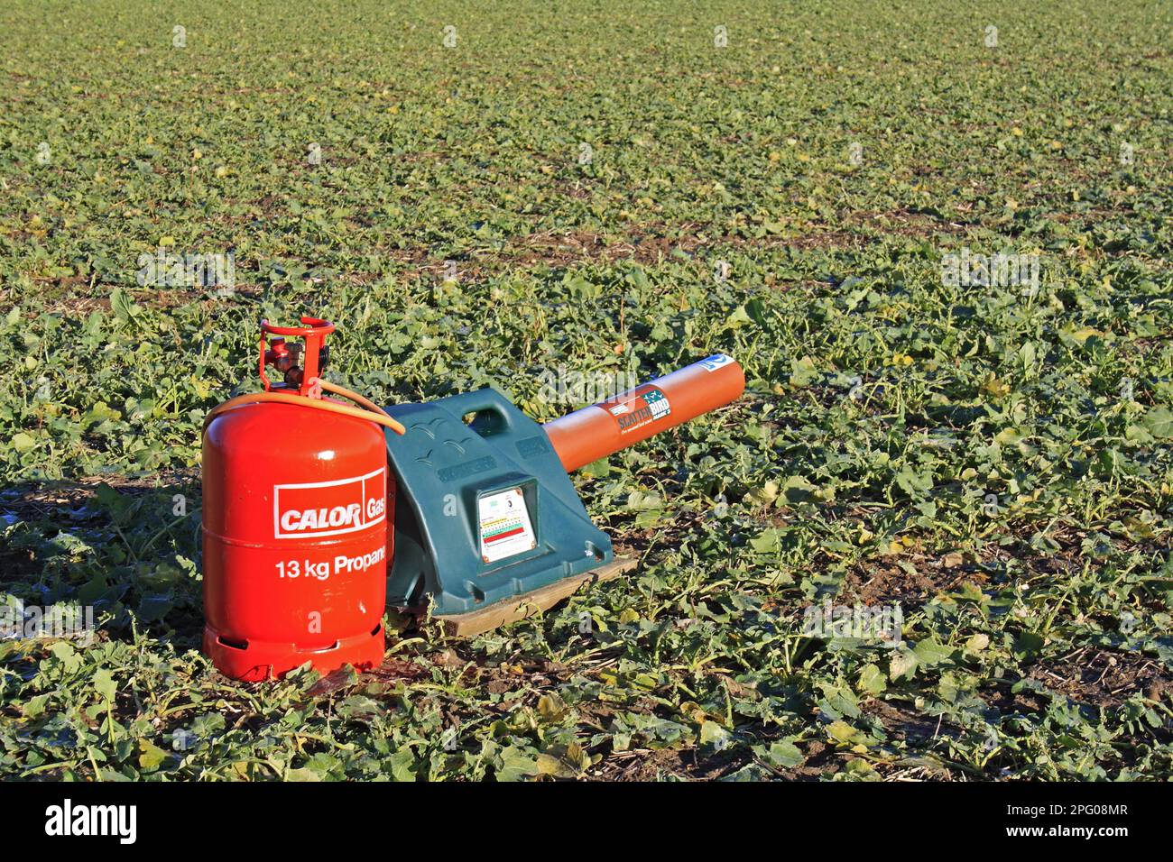 Gas-gun, gas powered bird scarer in Oilseed Rape (Brassica napus) crop, Thornham Magna, Suffolk, England, United Kingdom Stock Photo