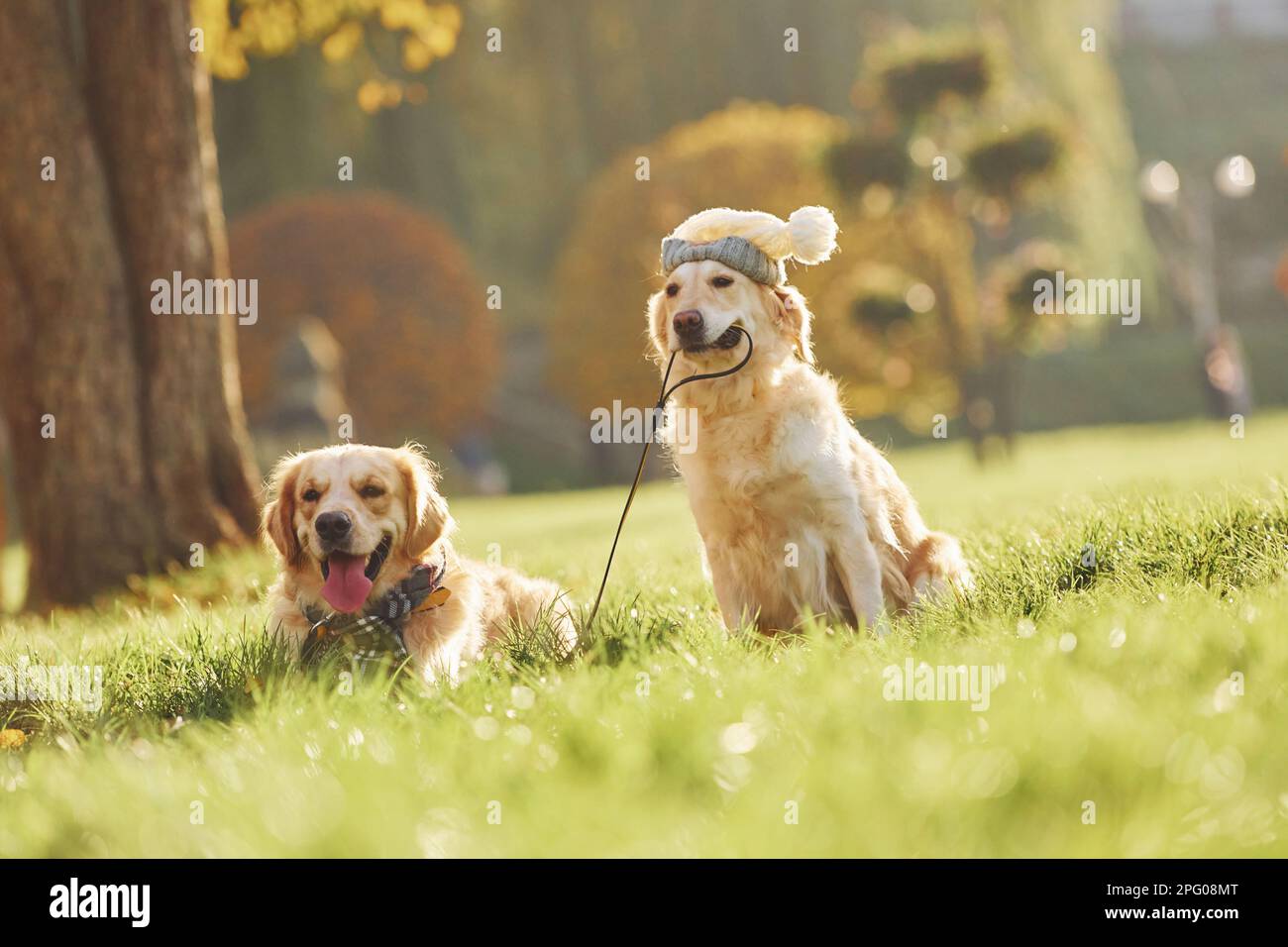 Holds collar in mouth. Two beautiful Golden Retriever dogs have a walk ...
