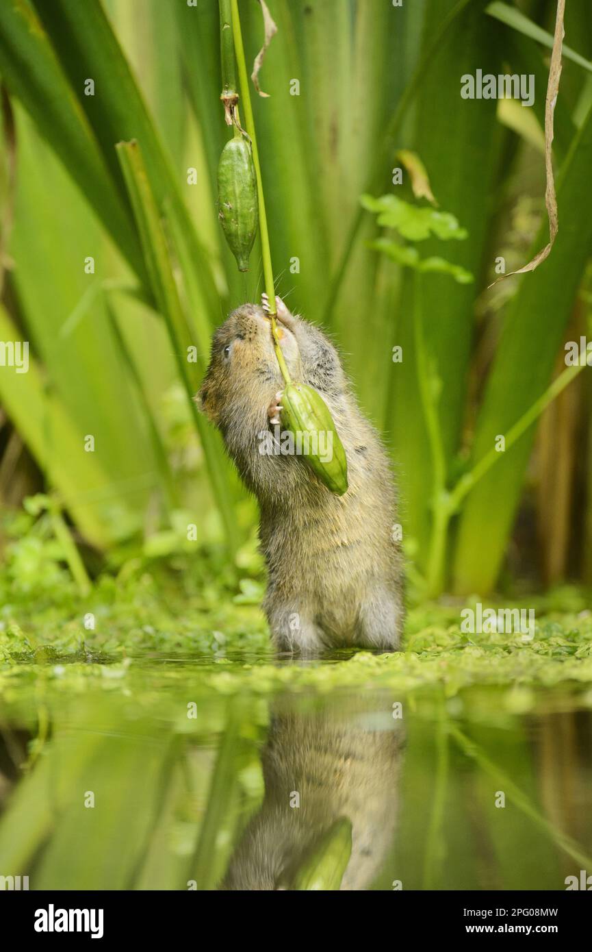 European water vole (Arvicola amphibius) adult, feeding on seed pods of