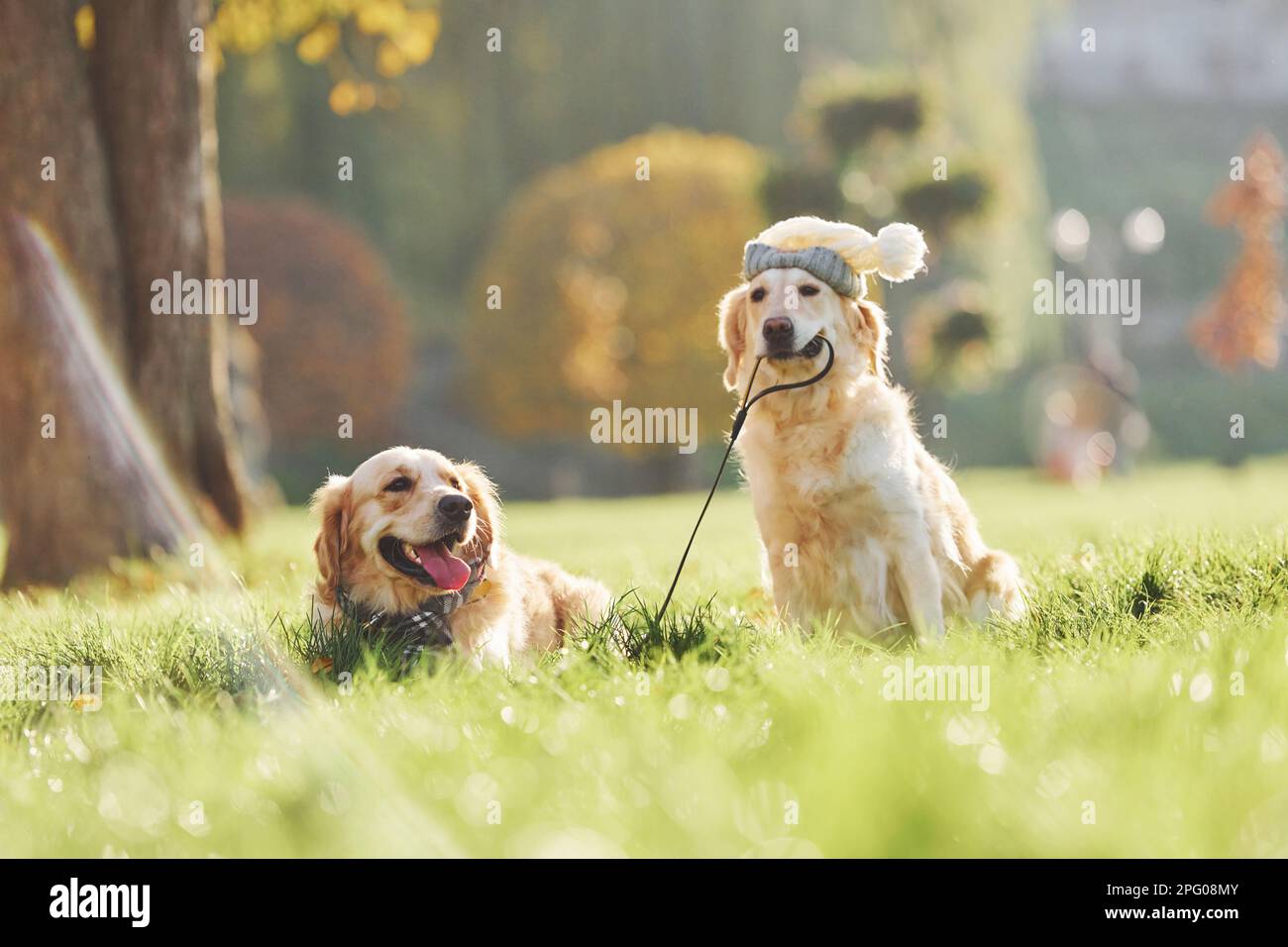 Holds collar in mouth. Two beautiful Golden Retriever dogs have a walk ...