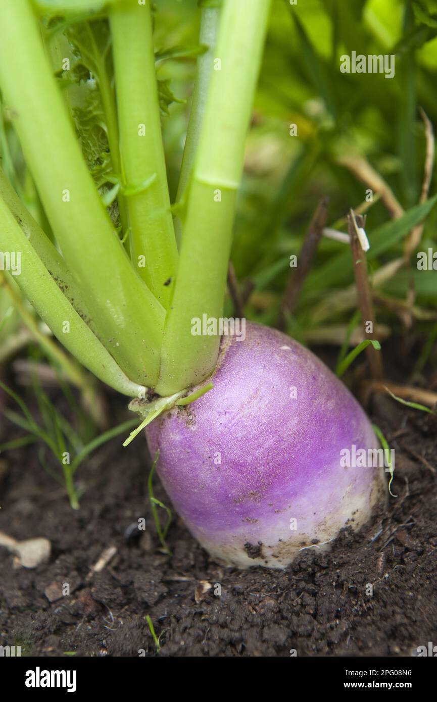 Turnip (Brassica rapa var. rapa) bulbous taproot, growing in field