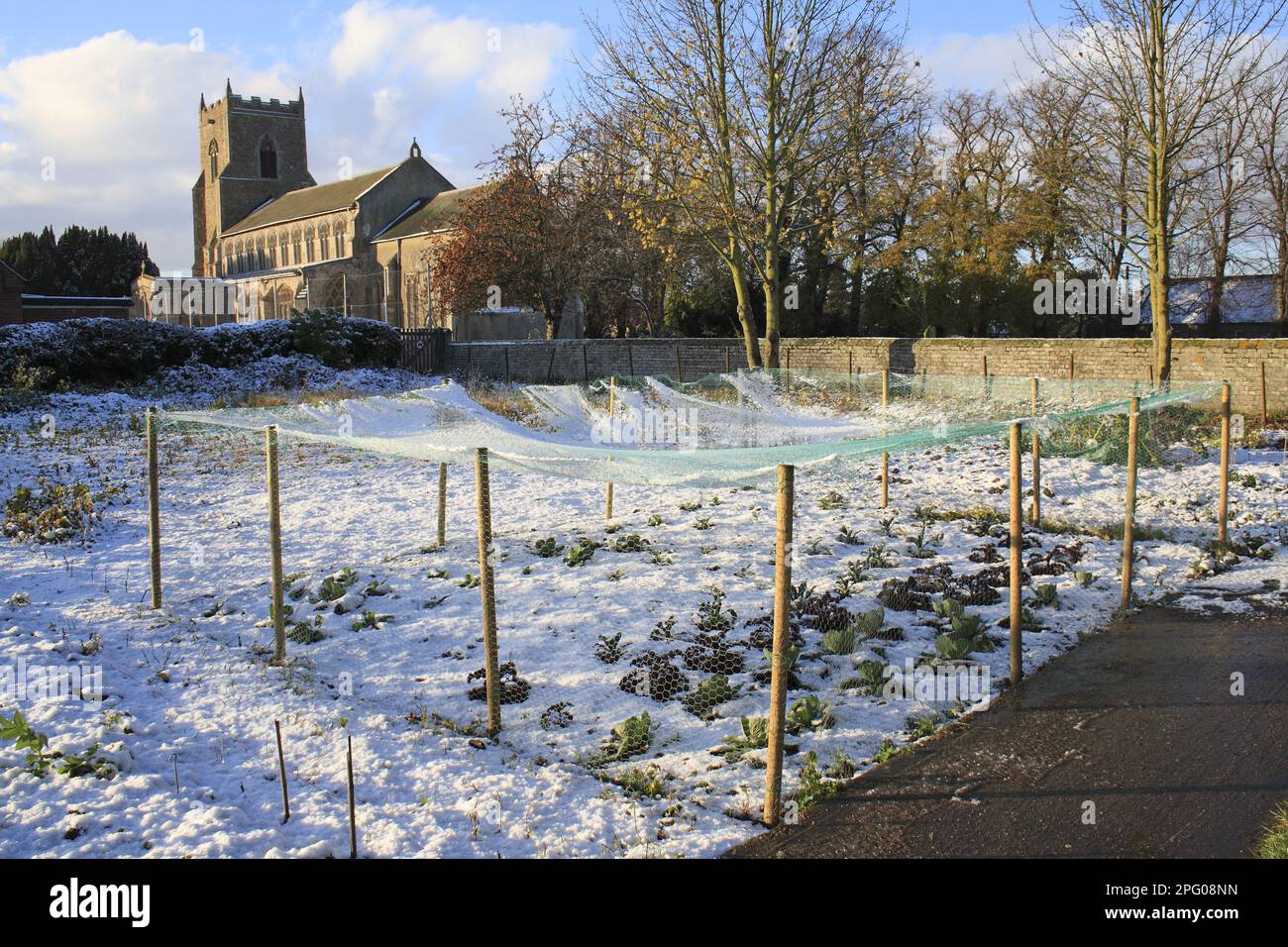 Brassicas under netting in snow covered village allotments, with church in background, St. Mary's Church, Bacton, Suffolk, England, United Kingdom Stock Photo