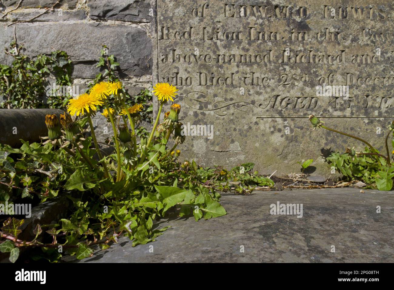 Common Dandelion (Taraxacum officinalis) flowering, growing between stone slab beside gravestone in church graveyard, Powys, Wales, United Kingdom Stock Photo