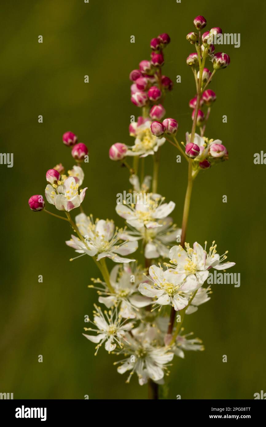 Small meadowsweet, rose family, Dropwort (Filipendula vulgaris) flowering, in limestone grassland, Romania Stock Photo