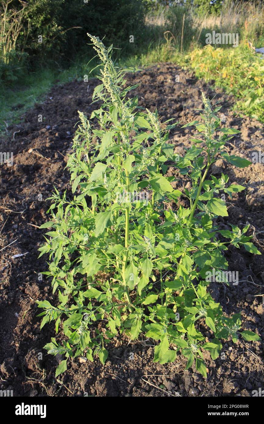 Fat Hen (Chenopodium album) flowering, growing as weed in garden allotment, Suffolk, England, United Kingdom Stock Photo