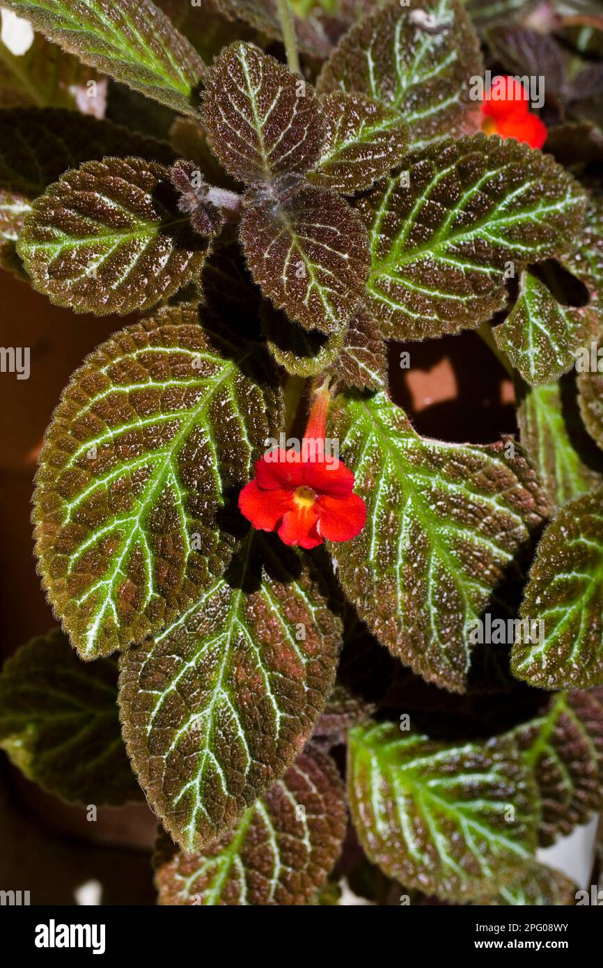 Flame violet (Episcia cupreata) close-up of leaves and flowers, in the garden, Palawan Island, Philippines Stock Photo