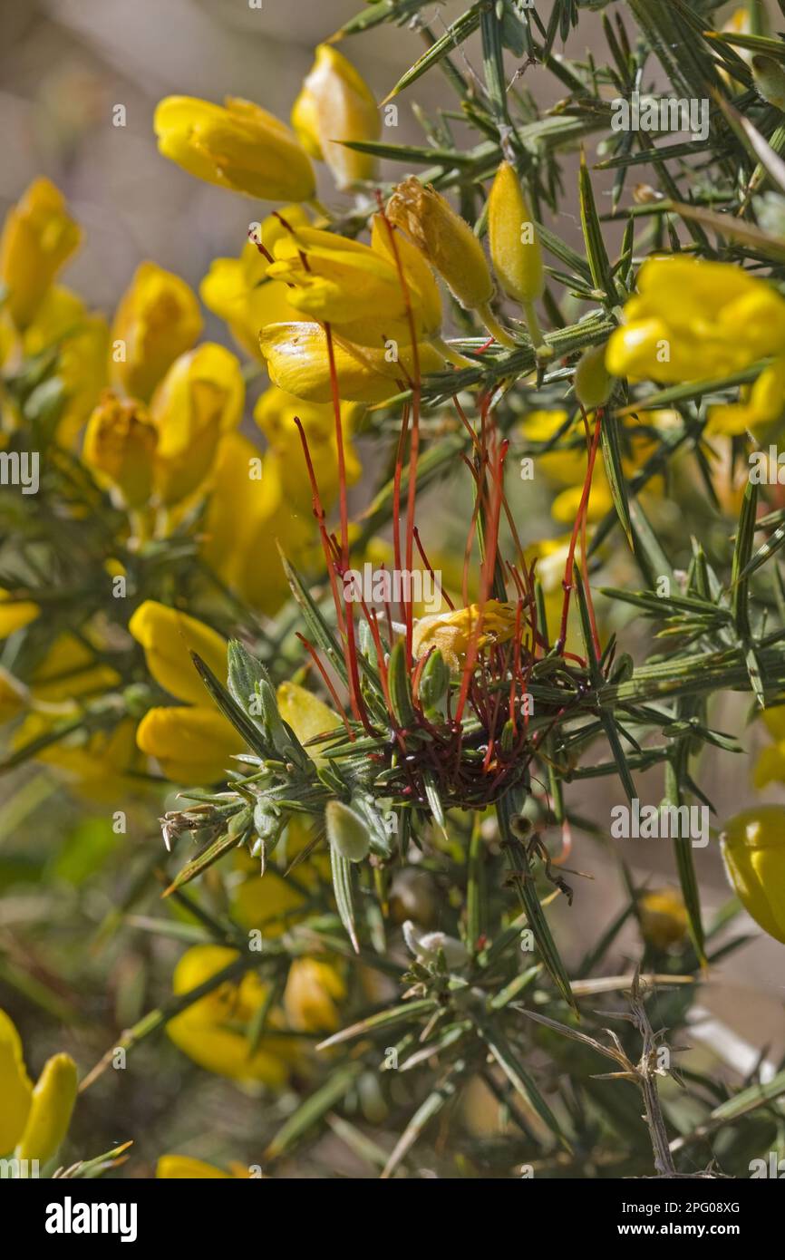 Common Dodder (Cuscuta epithymum) parasatising Common Gorse (Ulex europaeus), Norfolk, England, United Kingdom Stock Photo