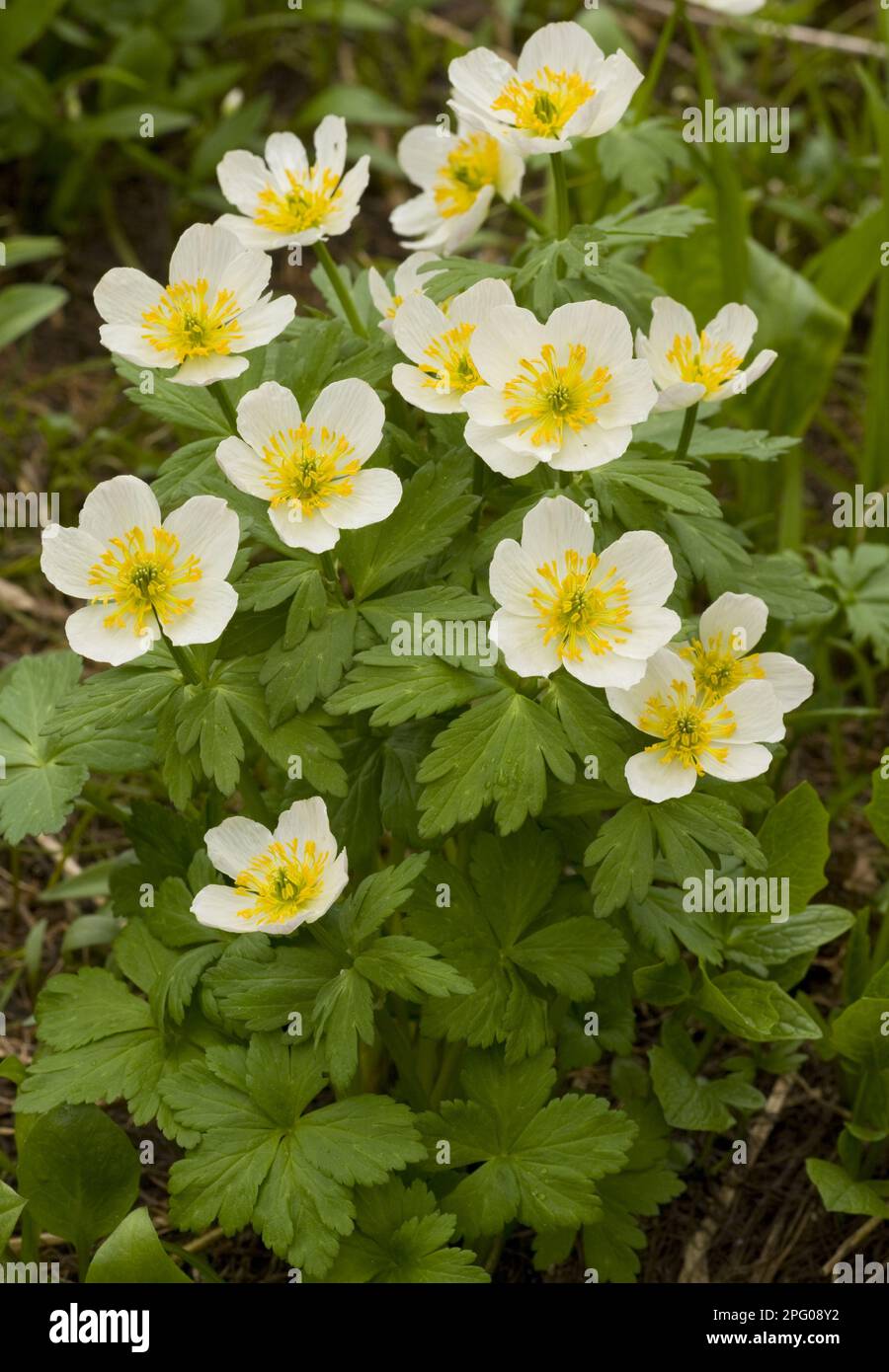 White Globeflower (Trollius laxus) flowering, high altitude, Rocky Mountains, Canada Stock Photo