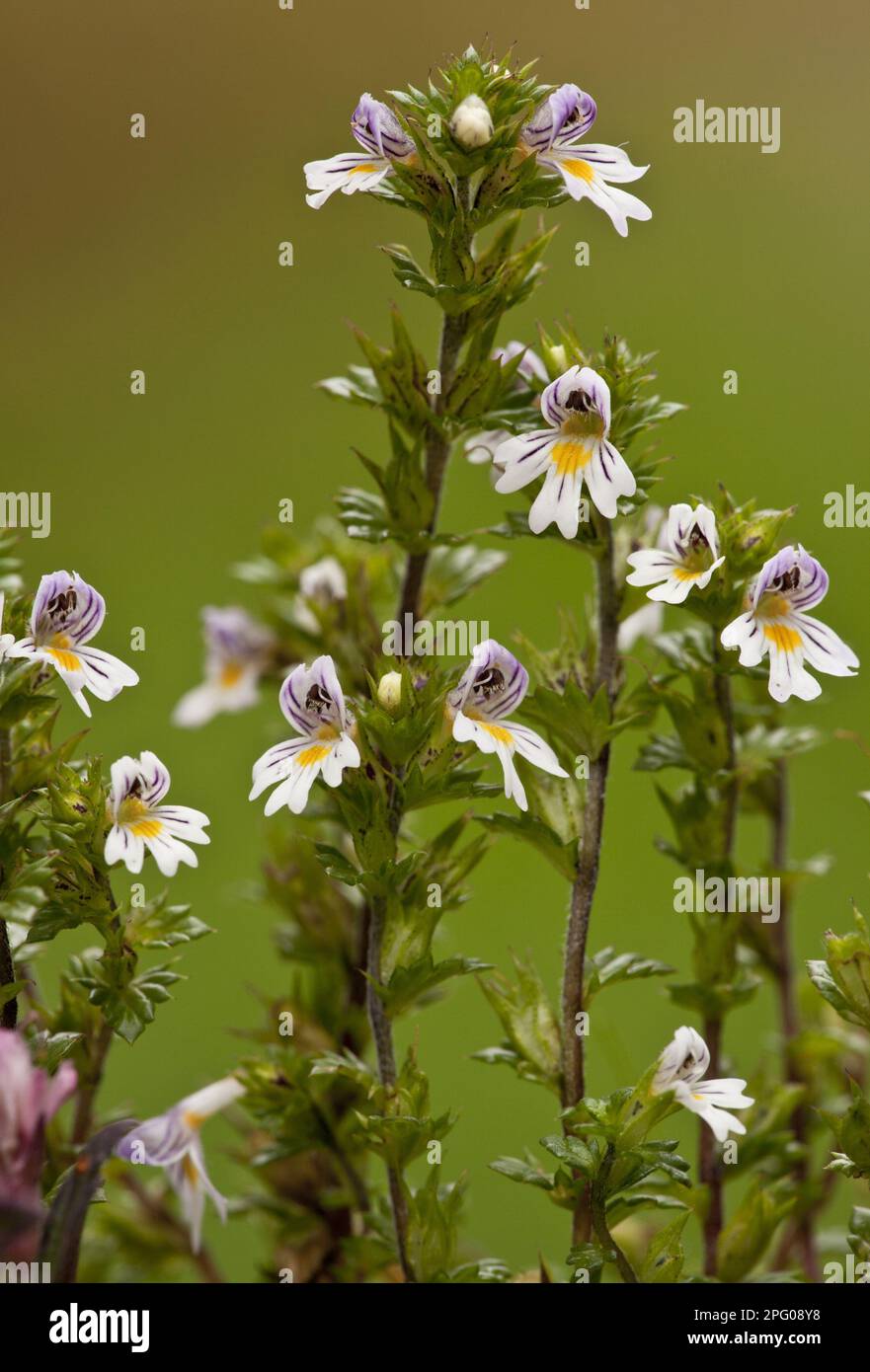 Flowering hain-eyebright (Euphrasia nemorosa), growing on limestone grassland, Dorset, England, United Kingdom Stock Photo