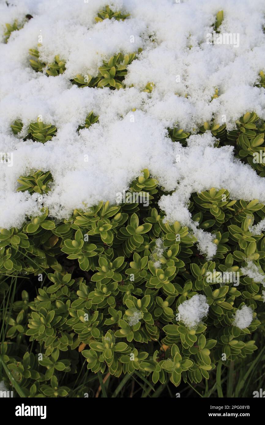 Cultivated Hebe (Hebe sp.) close-up of snow covered leaves, in garden, Suffolk, England, United Kingdom Stock Photo