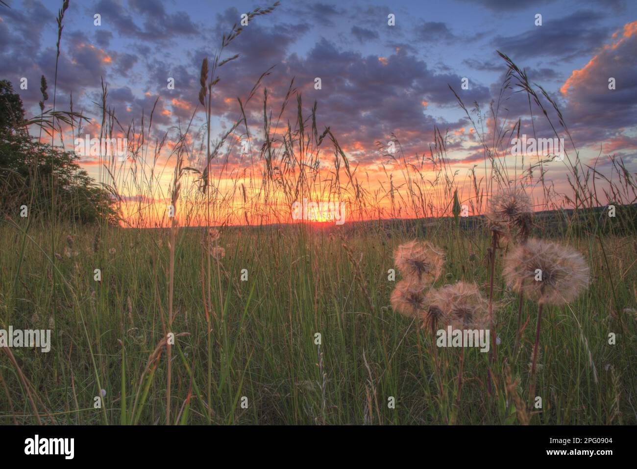Seedlings of meadow salsify (Tragopogon pratensis) growing in a hay meadow at sunset, Causse de Gramat, Massif Central, Lot, France Stock Photo