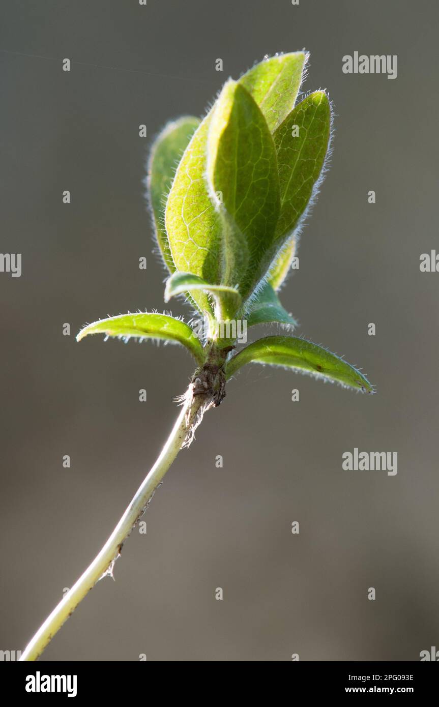 Woodbine (Lonicera periclymenum) close-up of shoot and leaves, Kent, England, United Kingdom Stock Photo
