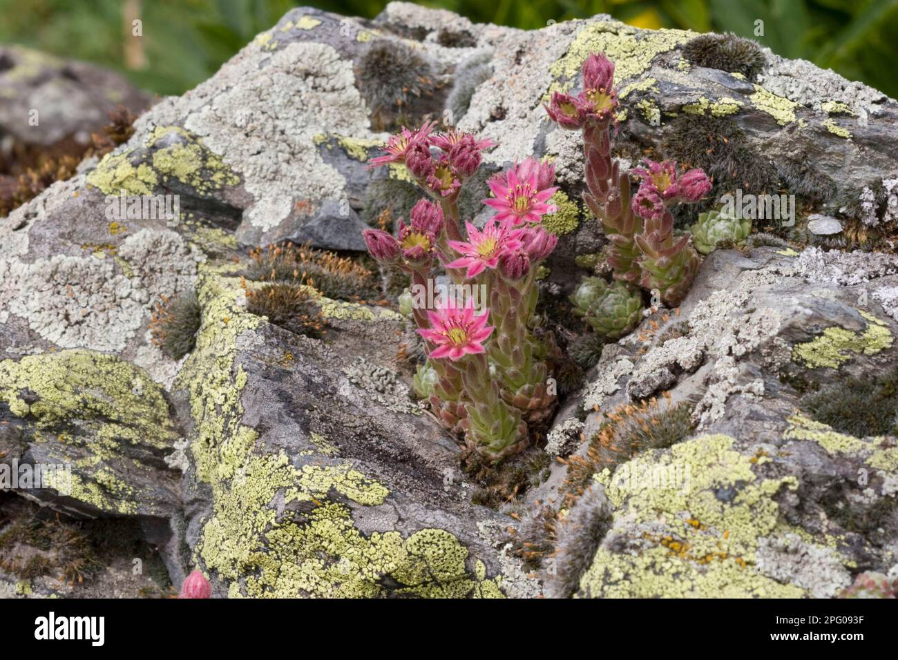 Arachnoideum, Cobweb Houseleek, growing on rock, Pyrenees, France Stock ...