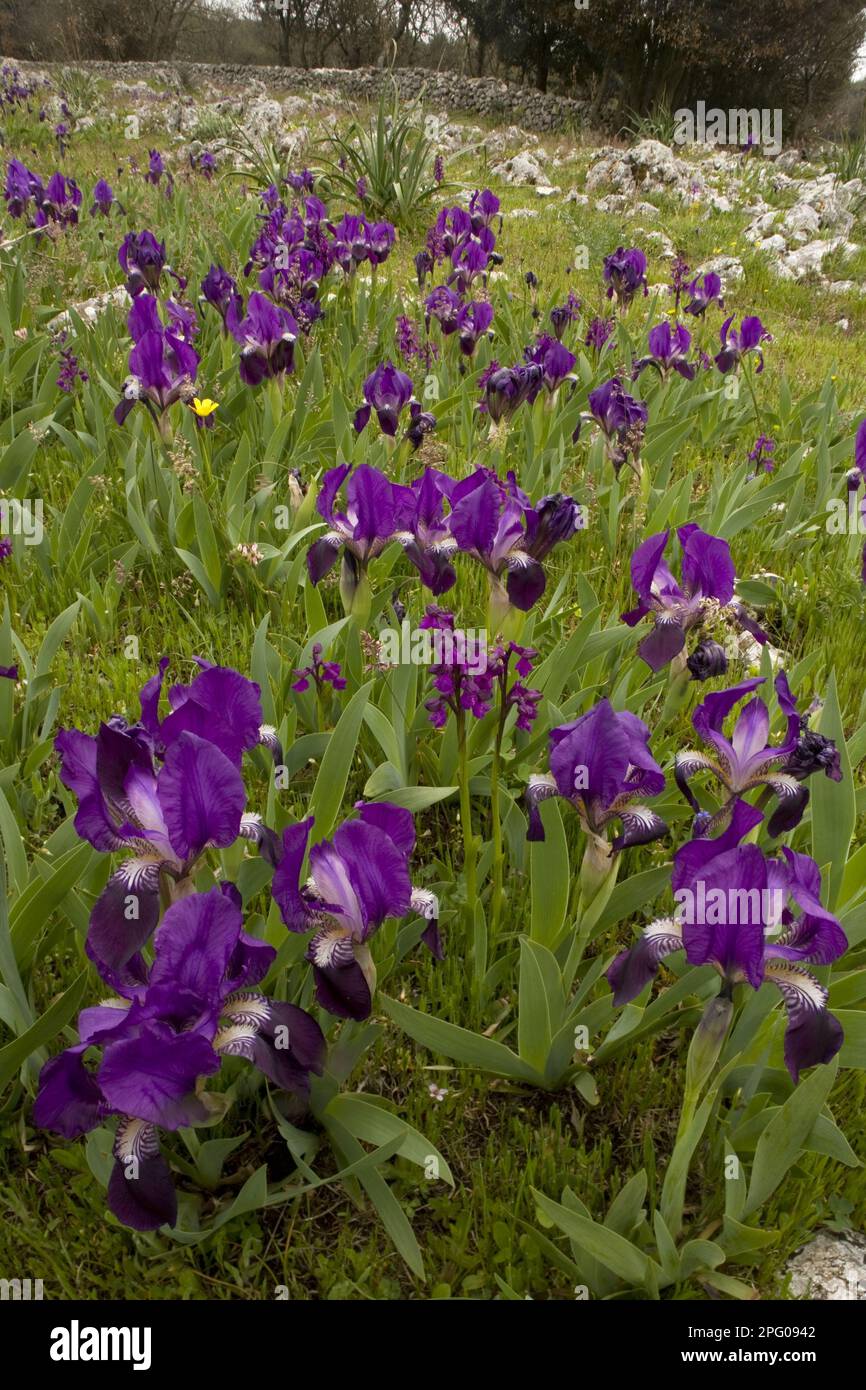 Purple form of the crimean iris (Iris lutescens), with Orchis green-winged orchid (Orchis morio) in stony field habitat, Gargano Peninsula, Apulia Stock Photo