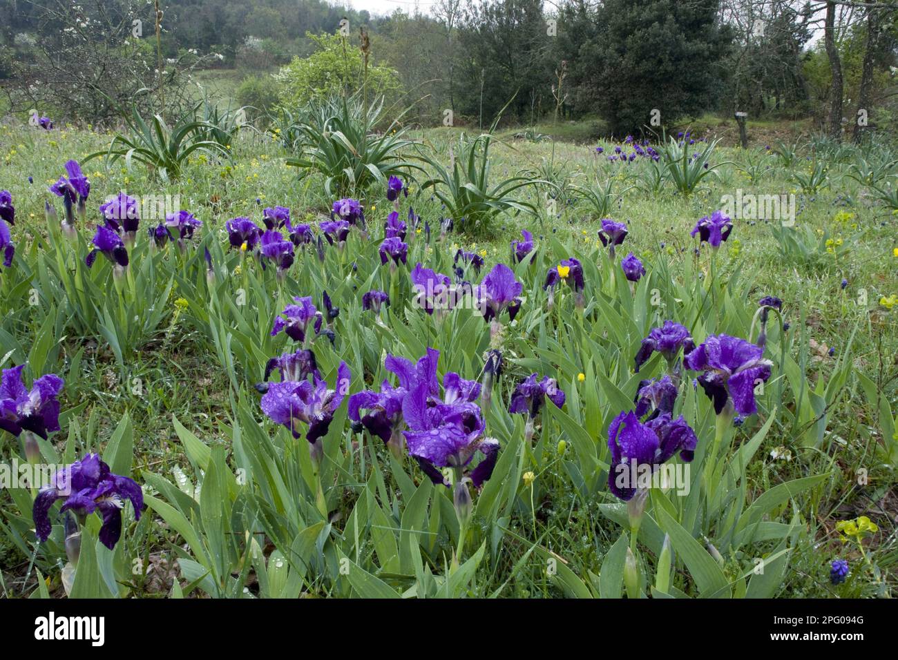 Crimean iris (Iris lutescens), Crimean Iris flowering, measured in wet stony field habitat, Gargano Peninsula, Apulia, Italy Stock Photo
