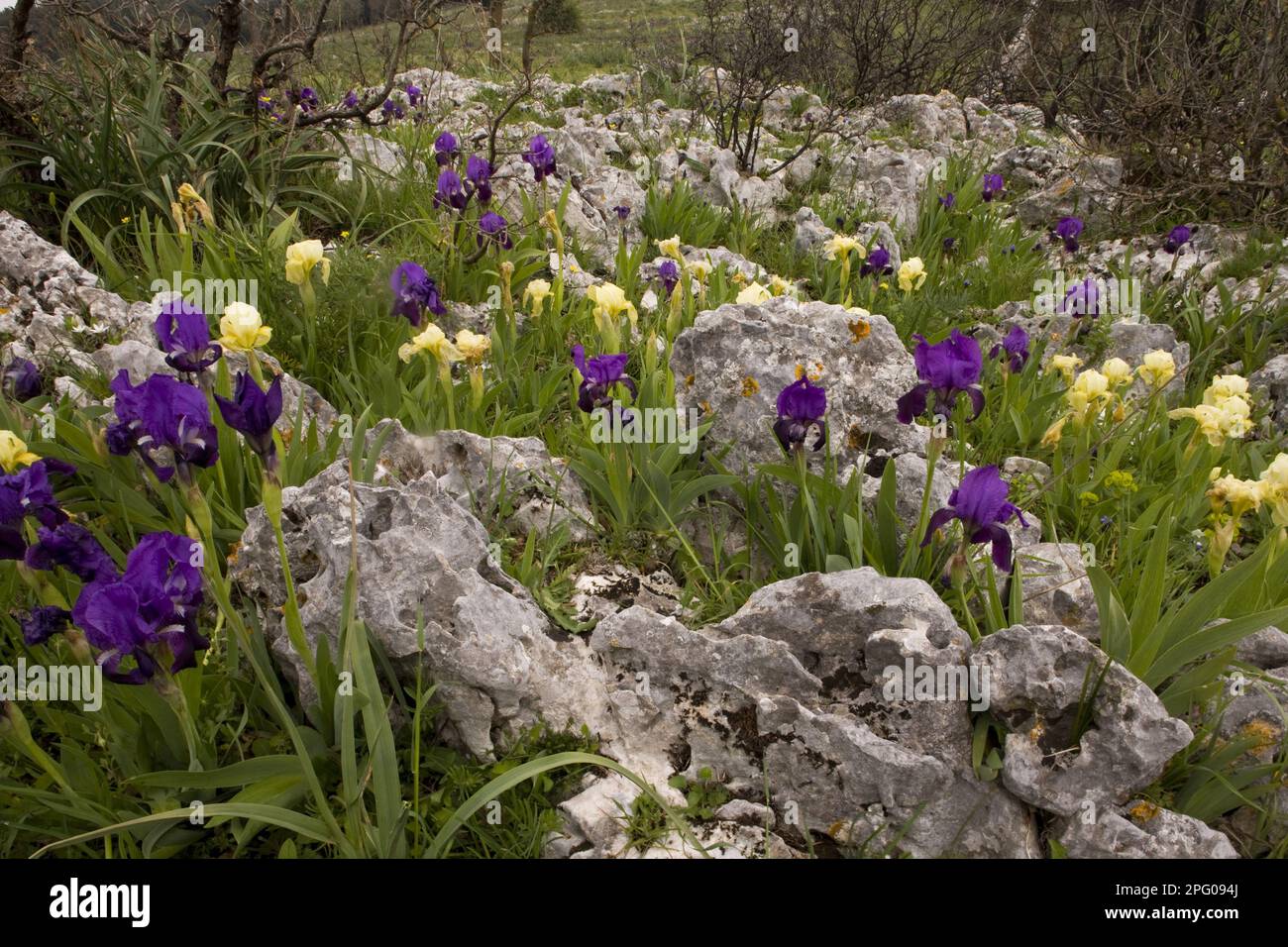 Crimean iris (Iris lutescens) purple and yellow forms, flower, mass in stony field habitat, Gargano peninsula, Apulia, Italy Stock Photo