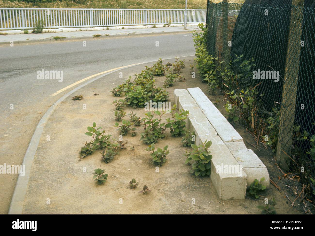 Japanese Knotweed (Fallopia Japonica) Introduced Invasive Species ...