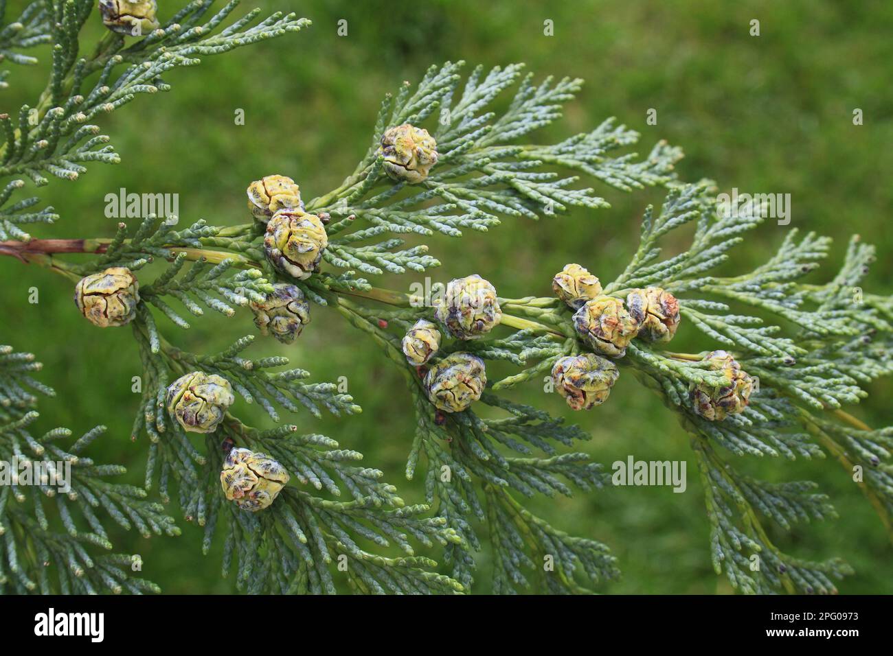 Lawson Cypress (Chamaecyparis lawsoniana) close-up of cones, in garden, Suffolk, England, United Kingdom Stock Photo