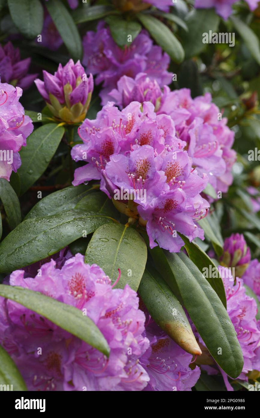 Common pontic rhododendron (Rhododendron ponticum) introduced invasive