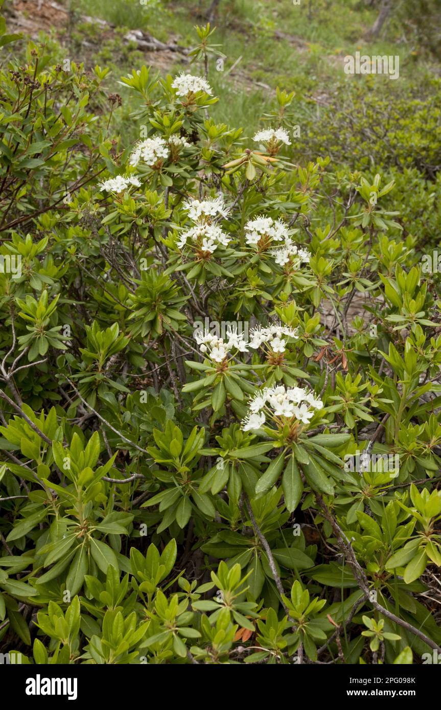 Flowering West Labrador Tea (Ledum glandulosum), Mount Eddy, Klamath Mountains, California, USA Stock Photo