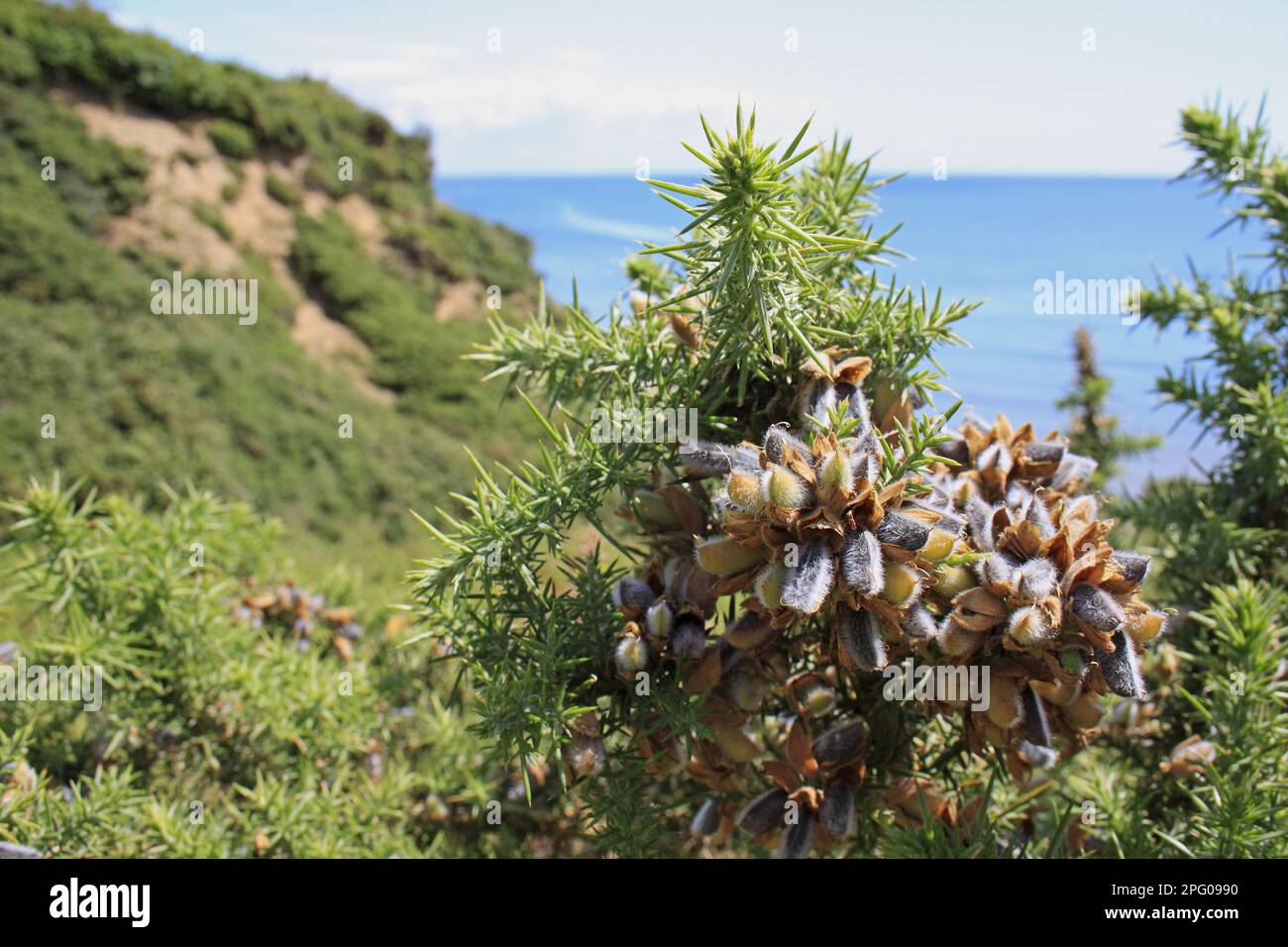 Common Gorse (Ulex europaeus) close-up of seedpods, growing in gulley of slumped sea cliff, Whitecliff Bay, Isle of Wight, England, United Kingdom Stock Photo