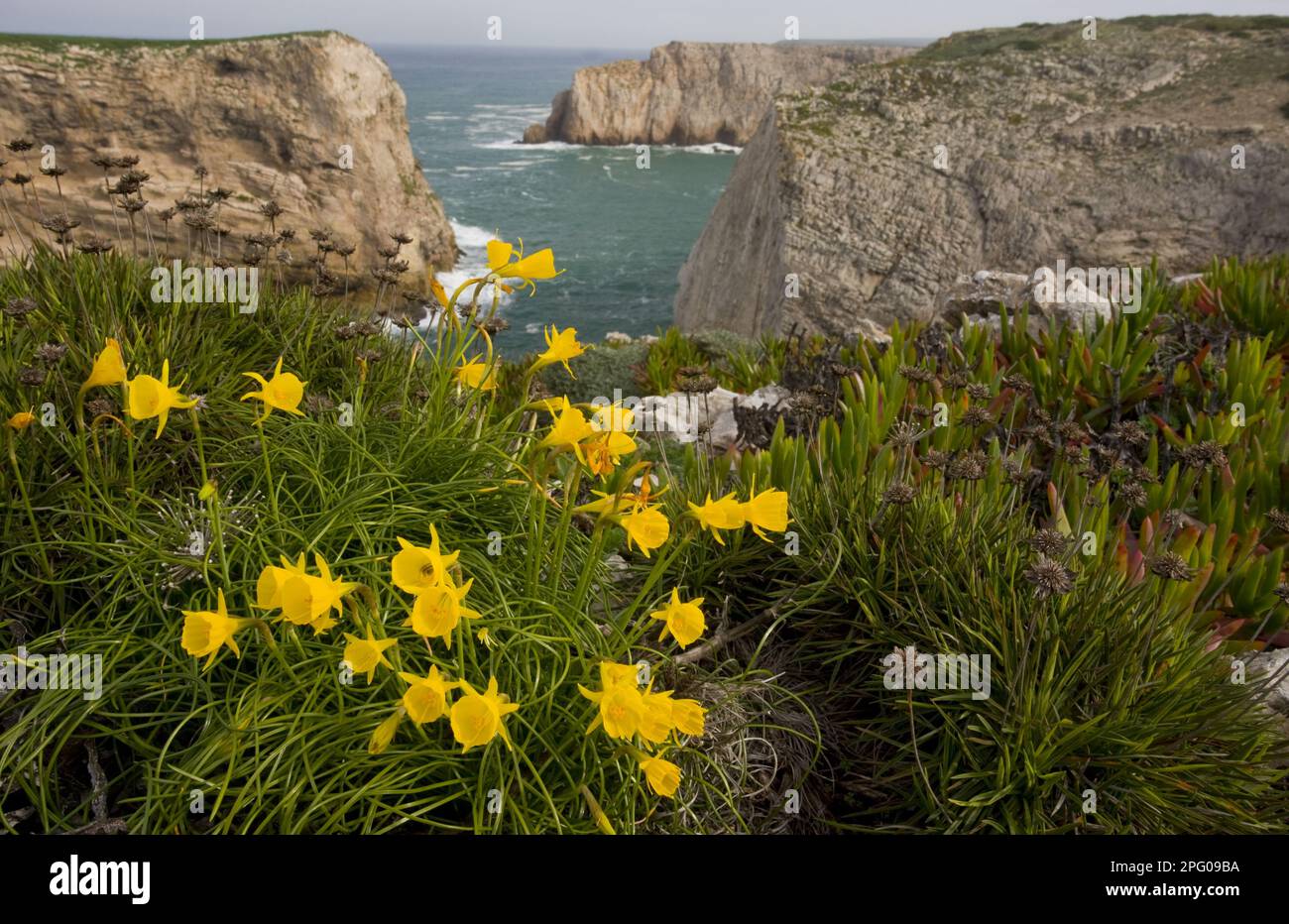 Flowering daffodil (Narcissus obesus), on cliff habitat, Cape St. Vincent, Algarve, Portugal Stock Photo