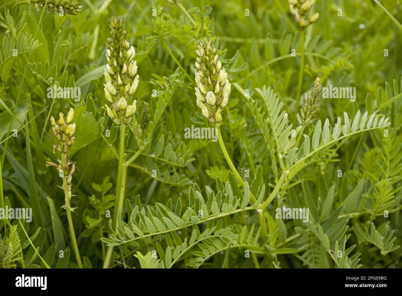 Chick-pea milk-vetch (Astragalus cicer), Butterfly plant, Wild Lentil flowering, Romania Stock Photo