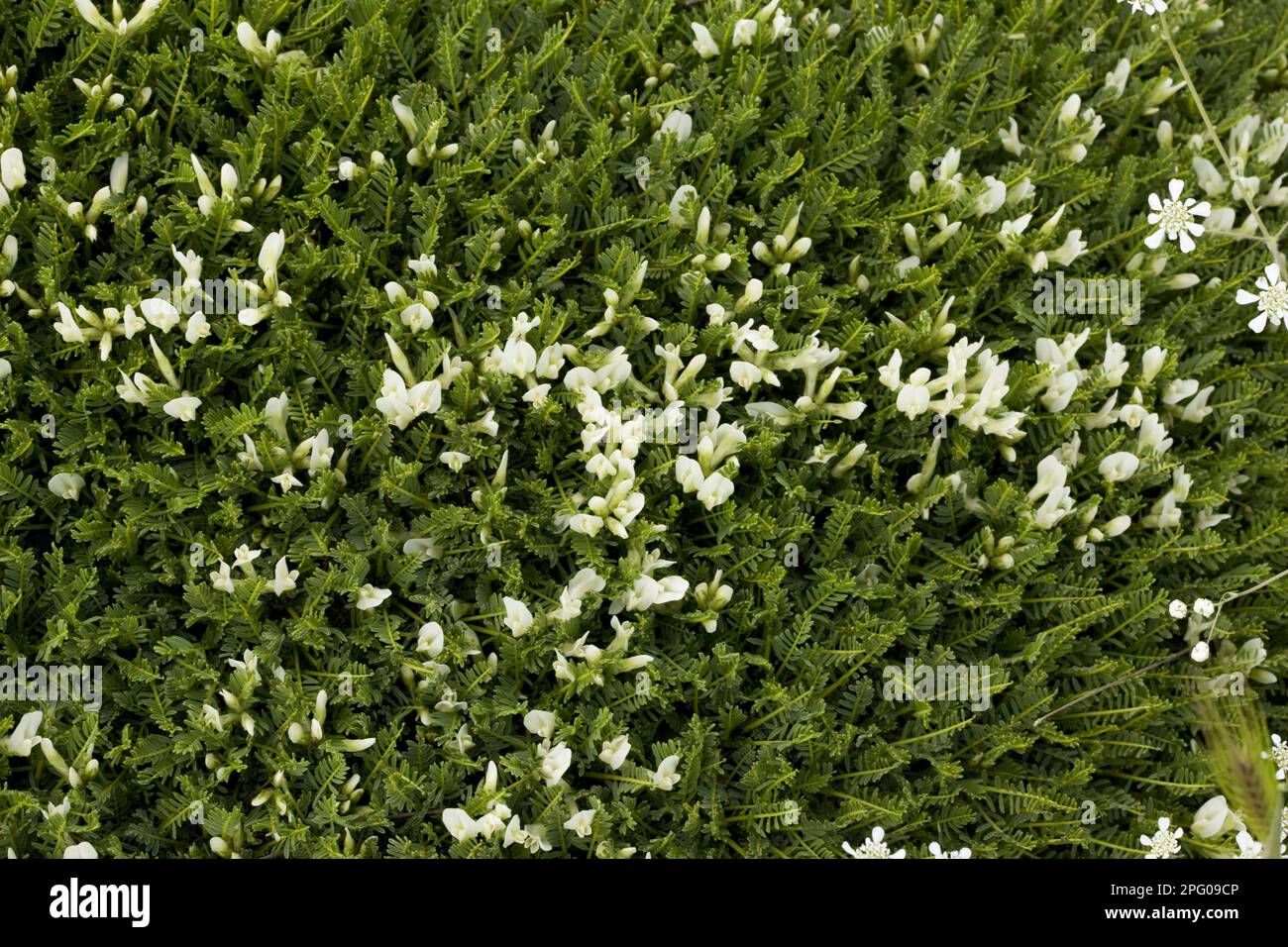 Milkvetch (Astragalus angustifolius) flowering, Mount Parnassus, Greece Stock Photo
