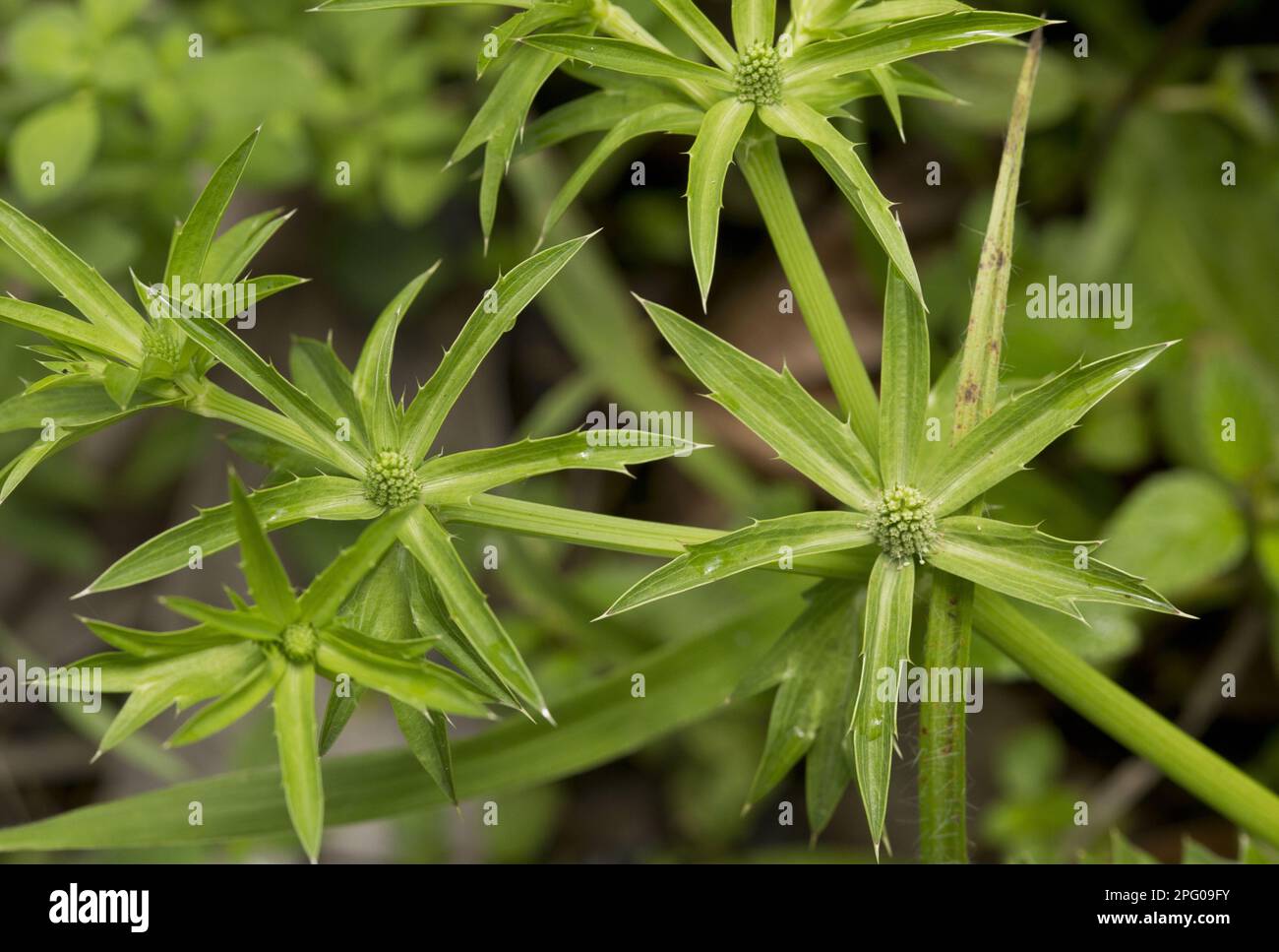 Long (Umbelliferae) coriander (Eryngium foetidum), recao, Culantro