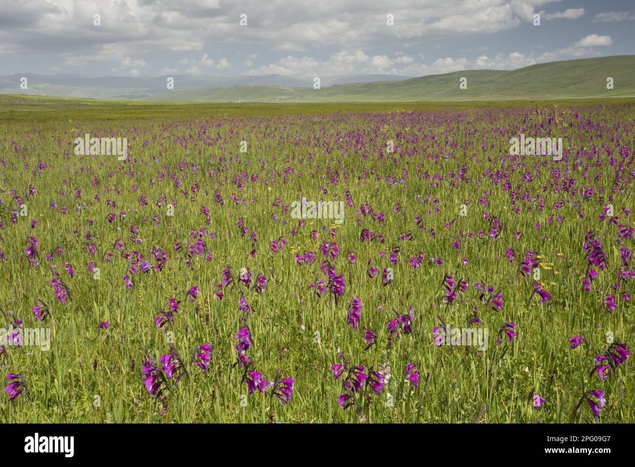 Wild gladiolus (Gladiolus kotschyanus) Flowering mass, growing in marsh habitat, near Cildir, Pontic Mountains, Anatolia, Turkey Stock Photo