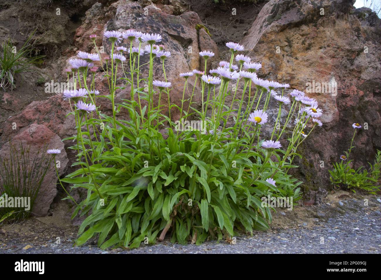 Flowering subalpine fleabane (Erigeron peregrinus), Mount Rainier N. P. utricularia ochroleuca (U.) (U.) S. A Stock Photo