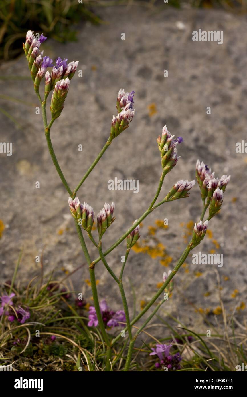 Rock Sea-lavender (Limonium procerum ssp. devoniense) flowering, growing in coastal limestone cliffs, Berry Head N. N. R. Torbay, Devon, England Stock Photo