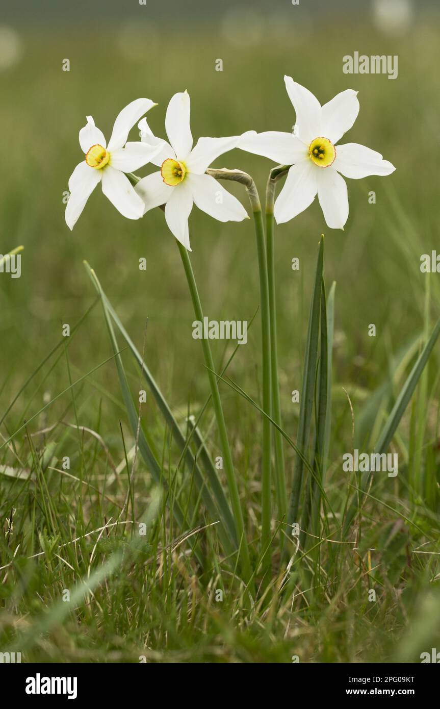 White Narcissus, Poet's Narcissus, poet's daffodil (Narcissus poeticus), True Narcissus, Narcissus, Daffodil, Daffodils, Lily family, Poet's Stock Photo