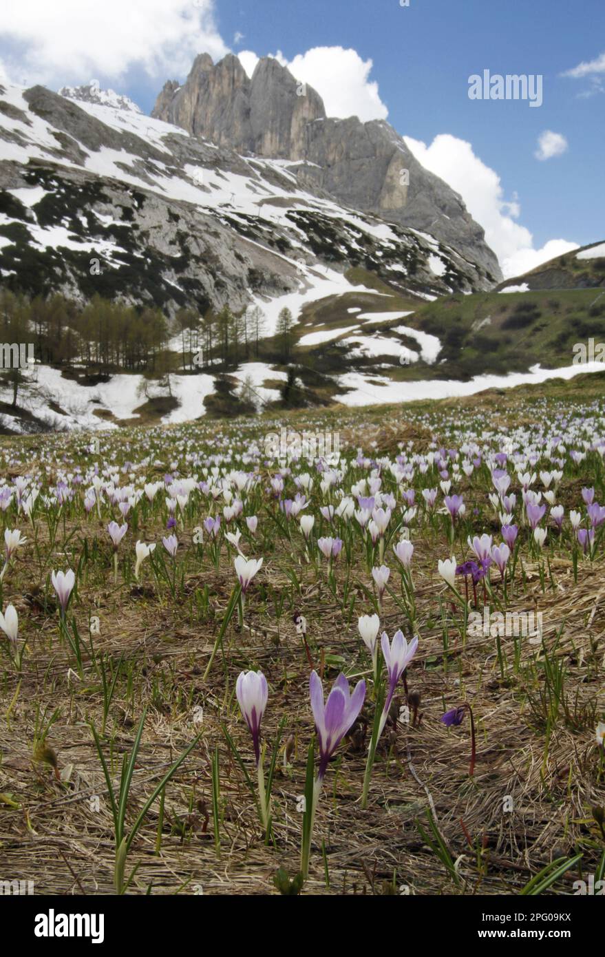 Spring crocus (Crocus vernus), spring saffron, crocus, iris family, Spring Crocus flowering mass, growing in alpine habitat Stock Photo