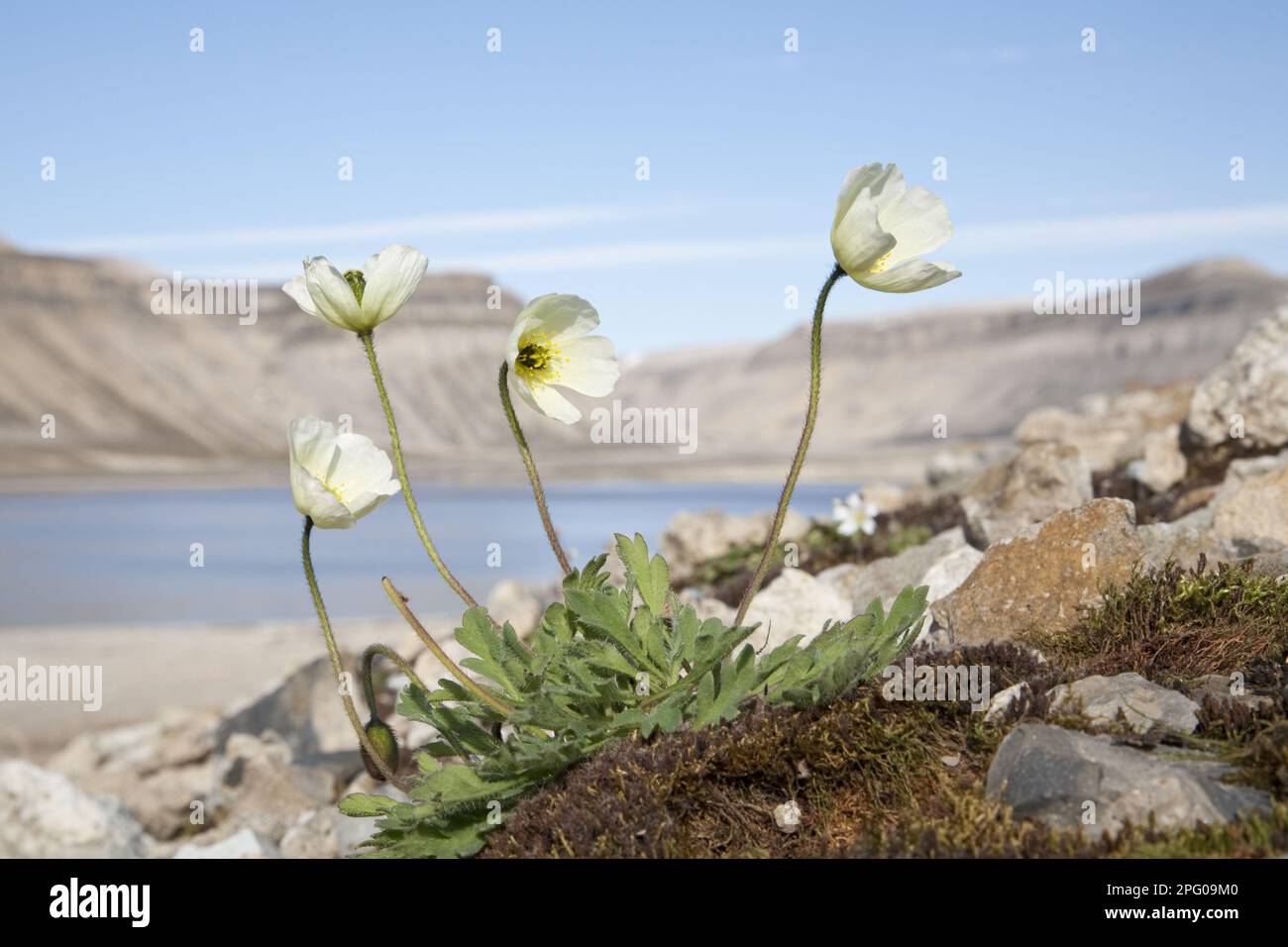 Svalbard Poppy (Papaver dahlianum) flowering, growing in fjord habitat, Spitzbergen, Svalbard Stock Photo