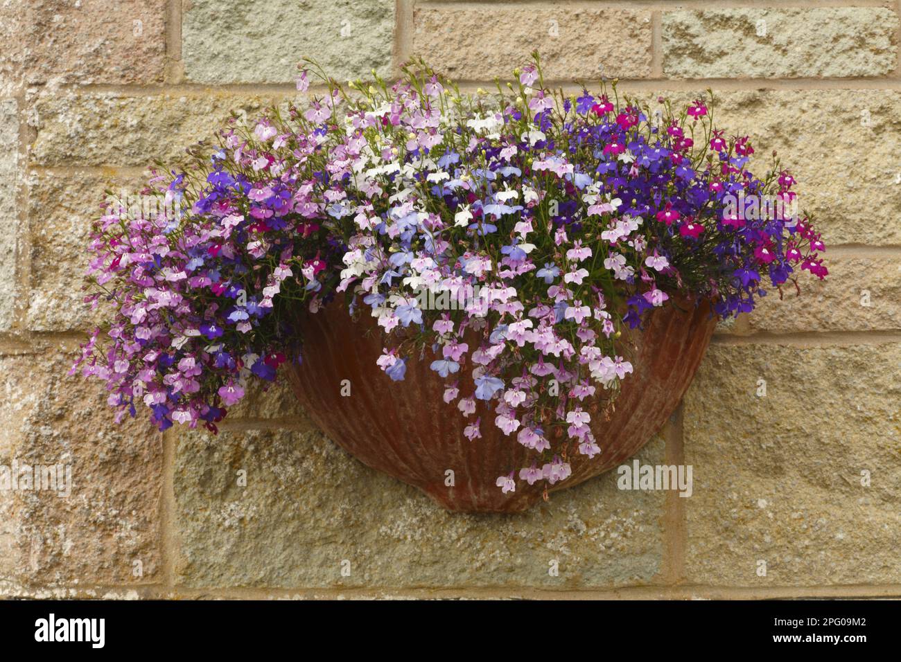 Male chaff, Blue lobelia, Bellflower family, Lobelia (Lobelia erinus) flowering, growing in wall pot, Powys, Wales, United Kingdom Stock Photo